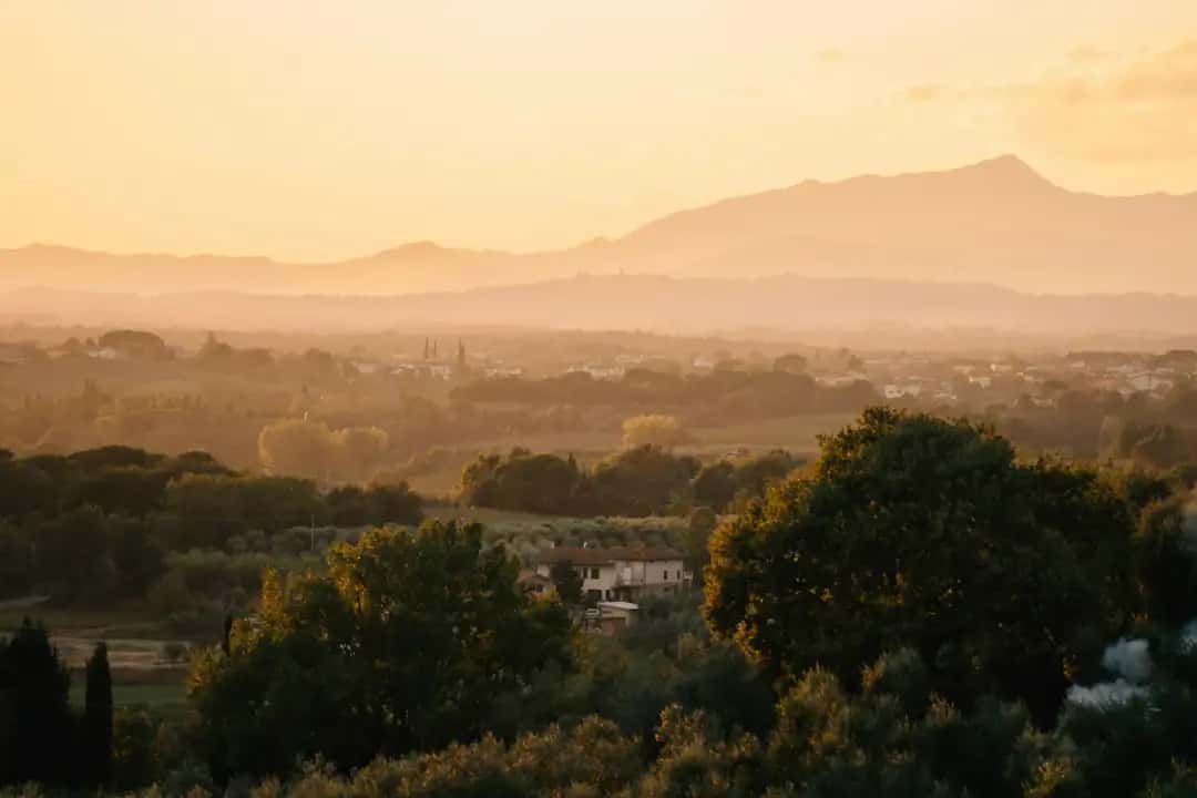 Leer over bijbelse personen met BijbelAssistent Olijfbomen bij zonsondergang in het Heilige Land - bijbelse personen en hun verhaal